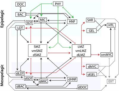 The Importance of Mesozooplankton Diel Vertical Migration for Sustaining a Mesopelagic Food Web